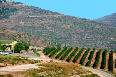 נוער גבעות ויין, יקב גבעות יקב בוטיק, גבעת הראל
