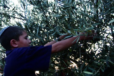 בורא פרי העץ, כרם קרסנטי שמן זית, עפרה
