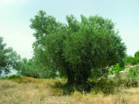 מערב בנימין