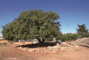 סיפורי געגועים | האלון הבודד, אלון שבות  