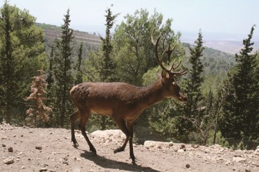 Pura vida (בספרדית "חיים טהורים"), חוות ארץ האיילים, פארק אטרקציות
