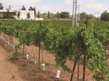 קנקן תירוש, יקב גוש עציון, יקב בוטיק ומסעדה, צומת גוש עציון