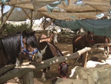 אלופי הסוס, אורוות תקוע, חוות סוסים, תקוע