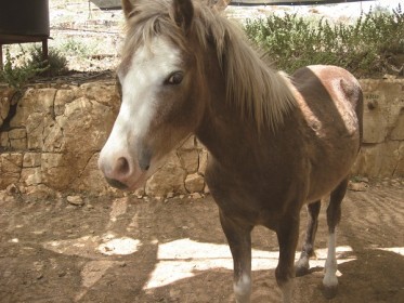 אלופי הסוס, אורוות תקוע, חוות סוסים, תקוע