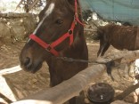אלופי הסוס, אורוות תקוע, חוות סוסים, תקוע אלופי הסוס, אורוות תקוע, חוות סוסים, תקוע