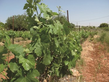 יין כנעני, אריאל ביהודה, יקב בוטיק, רמת ממרא [חרסינה]