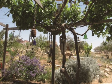 האיש שהזיז את הגבינה, חוות הר סיני משק צאן, סוסיא