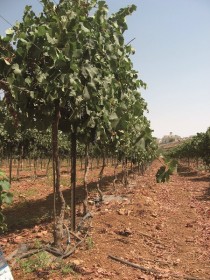 נעים מאוד, שדה כָּלֵב, ענבים וגודגדנים, בָּנ י-נָעִים