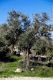 אל תשאלו, עדנה אבגר תרפיה קְרָאניוֹ-סַקְרָאלִית, מושב רועי אל תשאלו, עדנה אבגר תרפיה קְרָאניוֹ-סַקְרָאלִית, מושב רועי